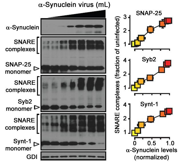 α-synuclein Catalyzes SNARE-Complex Assembly Measured as SDS-resistant SNARE complexes α-synuclein protects against some forms of