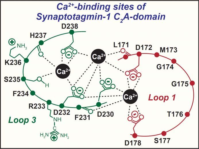 SNARE-binding R233Q D232N Design mutations that shift the Ca 2+ -affinity of synaptotagmin-1