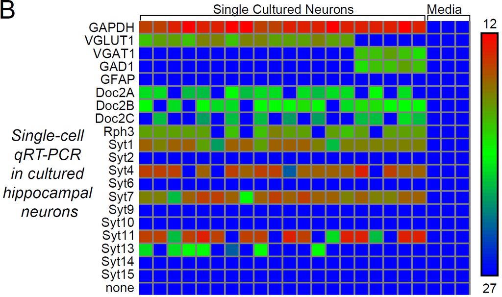Quantitation of Synaptotagmin mrna Levels in Single Hippocampal Neurons: Syt2 and Syt9 are Absent Syt2 & Syt9 are not