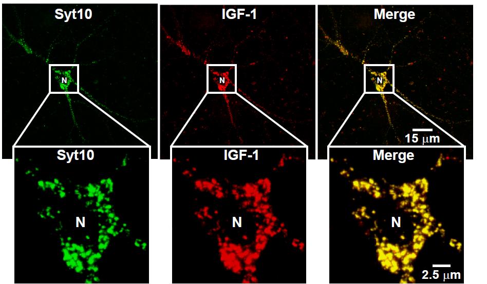 Synaptotagmin-10 Co-Localizes with IGF-1 in Olfactory Bulb