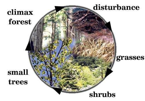 The cycle of secondary succession in an ecosystem http://www.howard.