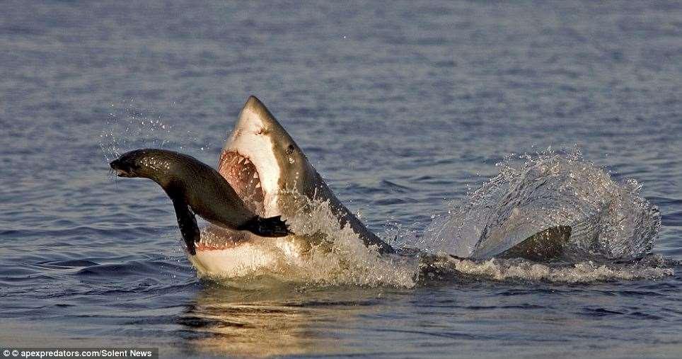 Predator-prey relationship: Great White shark and seal http://i.