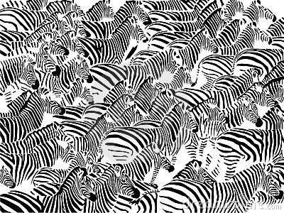 A confusion of stripes in a zebra herd From: