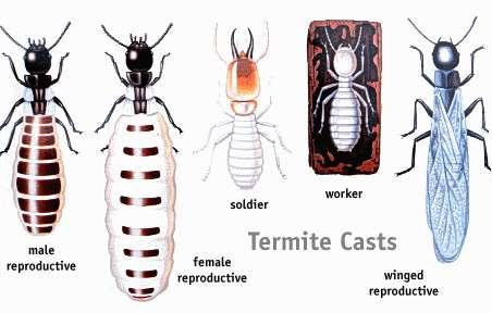 esf.edu/efb/turner/termite/termite%20