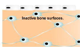 If we take into consideration all the intra-bone barriers to attain bone mineralized surfaces, it should be consideredd