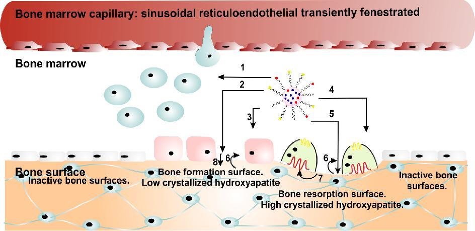 Chapitre I: Bone targeted nanoparticle therapeutics that are being differentiated from the HSC and the MSC. As a result, a lesser number of nanoparticles may attain the mineralized surfaces.