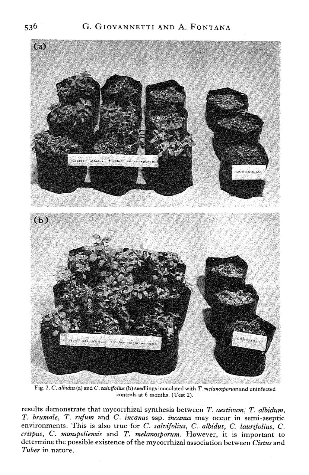 S36 G. GlOVANNETTI AND A. FONTANA (a) (b) Fig. 2. C. atbidus (a) and C. salvifolius (b) seedlings inoculated with T. melanosporum and uninfected controls at 6 months. (Test 2).