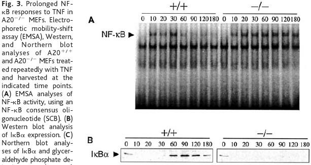 Failure to Regulate TNF-Induced NF-κB and Cell Death Responses in A20-Deﬁcient Mice E. G. Lee, D. L. Boone, S. Chai, S. L. Libby, M. Chien, J. P. Lodolce, A.