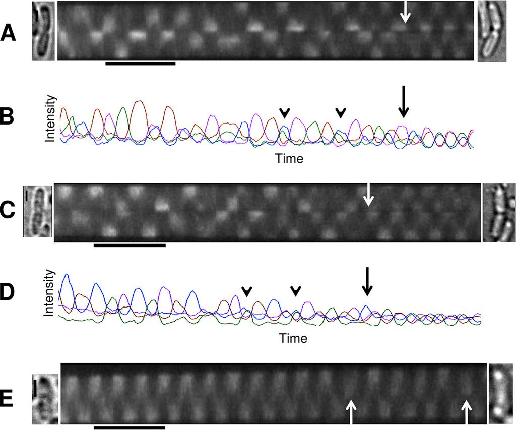 VOL. 192, 2010 CHANGES IN Min OSCILLATION PATTERN 4139 FIG. 4. Switch in GFP-MinD oscillation patterns near the moment of septum closure.