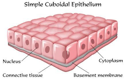 ANIMAL TISSUES Epithelial tissues: line