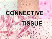 tissues- hold other tissues and organs in
