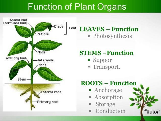 IN PLANTS, ORGANS ARE OFTEN CALLED STRUCTURES Just like in animals, organs are tissues working together Flowers are reproductive structures