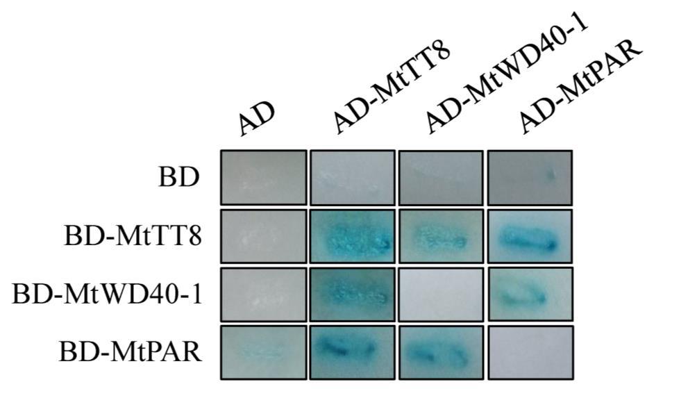 Fig. S5 Physical interaction between MtTT8, WD40 and MYB transcription factors. GAL activity determination by filter paper assay.