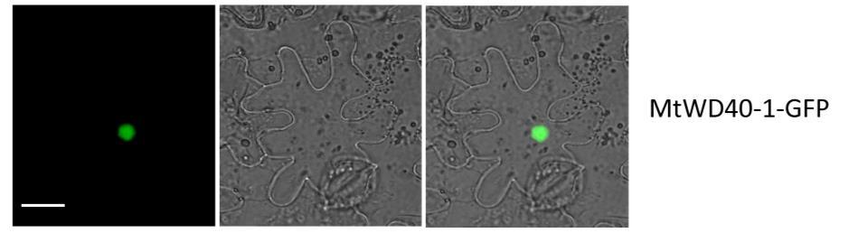Fig. S7 Subcellular localization of MtWD40-1 in nucleus. The full-length EGFP (GFP) fused with MtWD40-1 (MtWD40-1-GFP) at C-terminus.