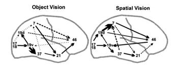 Functional Connectivity: Pattern of statistical dependencies (e.g.