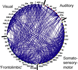 Small-World Brain Networks Each functionally specialized cortical region has a unique connectional fingerprint a unique set of inputs and outputs.