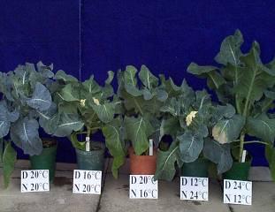 RESPONSE OF CAULIFLOWER GROWTH AT DIFFERENT DAY AND NIGHT TEMPERATURES 413 Fig. 1.