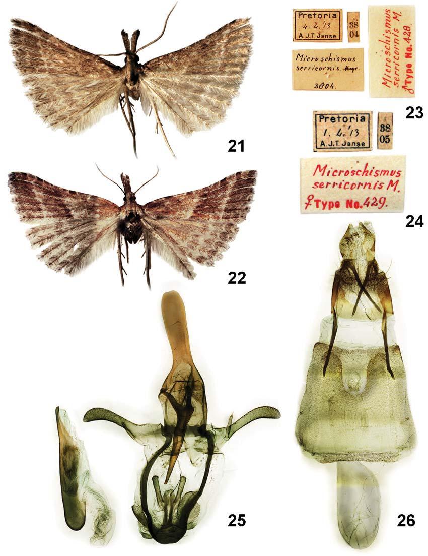 USTJUZHANIN & KOVTUNOVICH: REVISION OF MICROSCHISMUS 563 Figs 21 26. Microschismus fortis (Walsingham, 1881), syntypes of M.