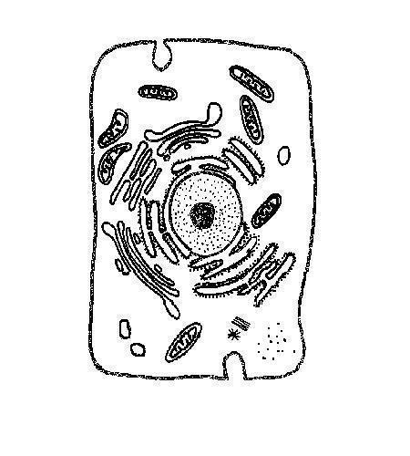 3. A student is examining a cell under the