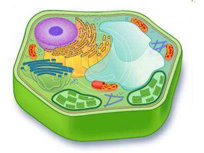 The cell has DNA, uses energy, maintains