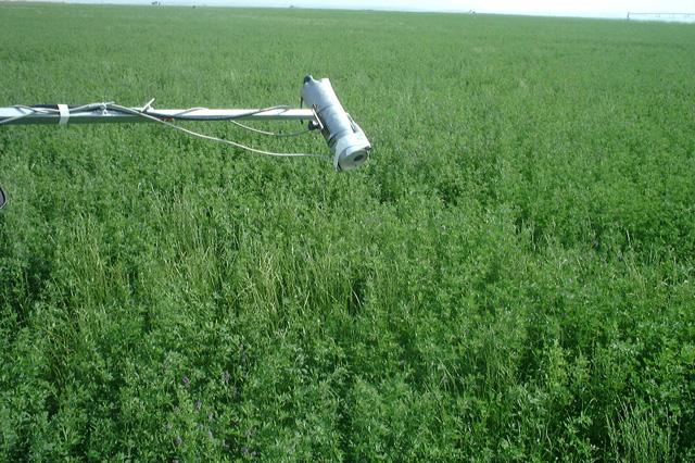 Cimel and º of Raytek. Alfalfa s canopy (Figure 5a) was 5-7 cm high, with homogenous appearance, fully covering and well irrigated. Bare soil (Fig.