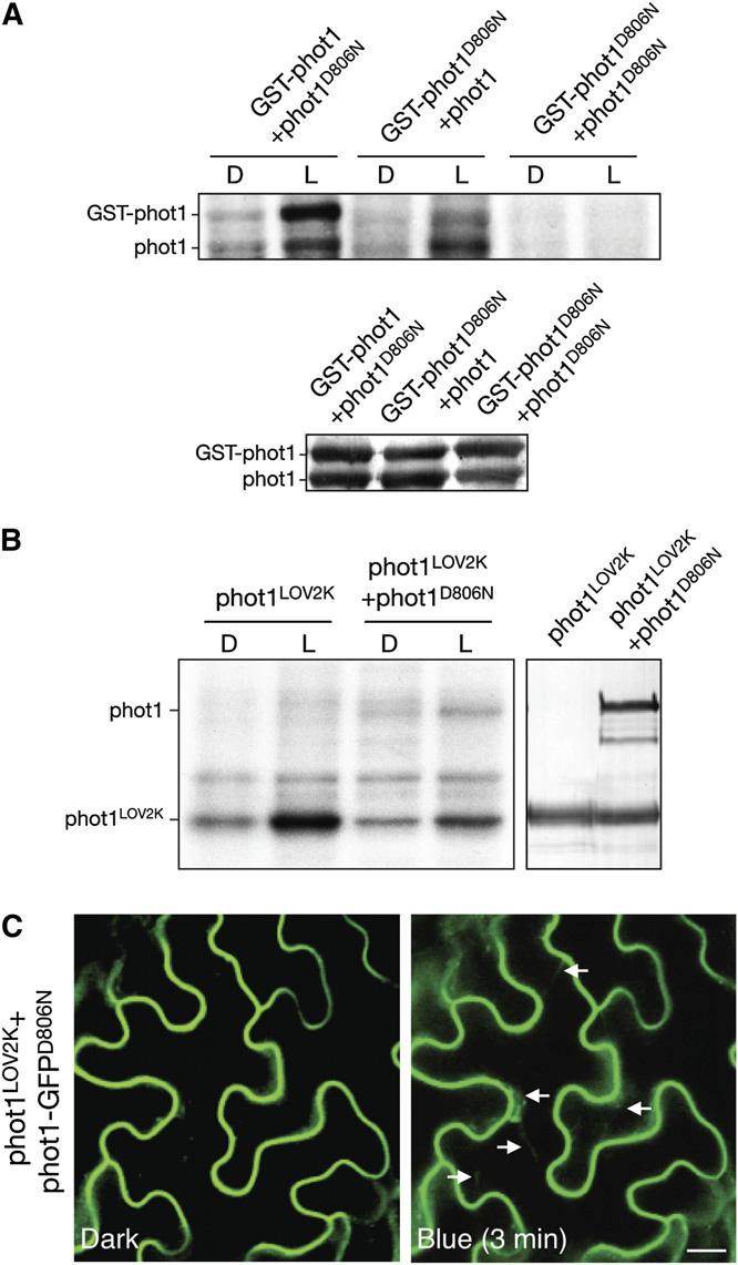 3236 The Plant Cell transphosphorylate phot1 D806N (Figure 10B).