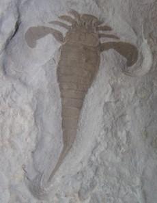 38. The best fossilization occurs when there is rapid burial and anoxic conditions to prevent scavenging, no