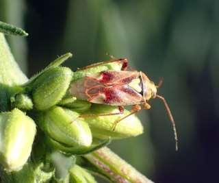 Seed Feeding Bugs and