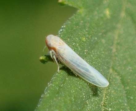 on leaves Leafhoppers