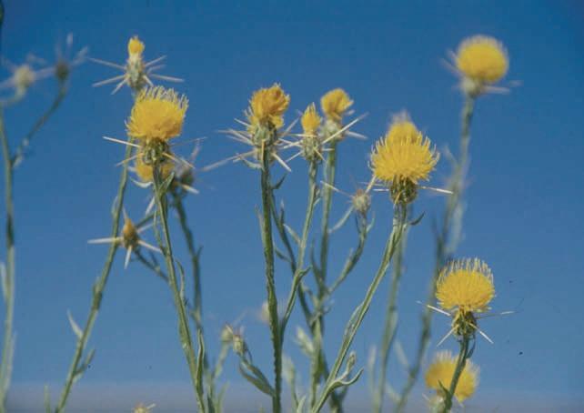Yellow Starthistle (Centaurea solstitialis) Yellow Starthistle is not yet found in Pitkin County; however a large infestation (hundreds of acres) was discovered in a commercial hay operation in