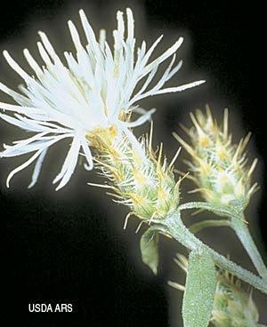 Diffuse Knapweed (Centaurea diffusa) Has bracts with short, sharp spines and the flower is usually white or pink. It is a biennial or short-lived perennial that reproduces only by seed.