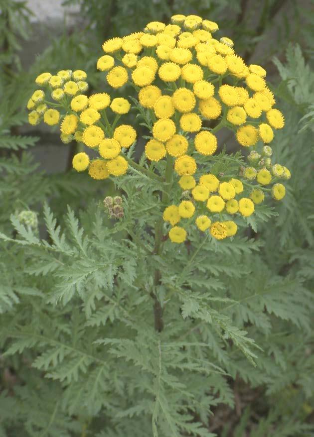Common Tansy (Tanacetum vulgare) Common tansy is a member of the Aster family.
