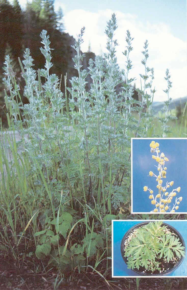 Absinth Wormwood (Artemisia absinthium L.) Absinth wormwood is a member of the Sunflower family.