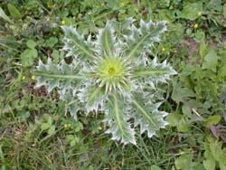 Thistle Rosettes Many thistles in the western United States are native species that generally go unnoticed as weeds.