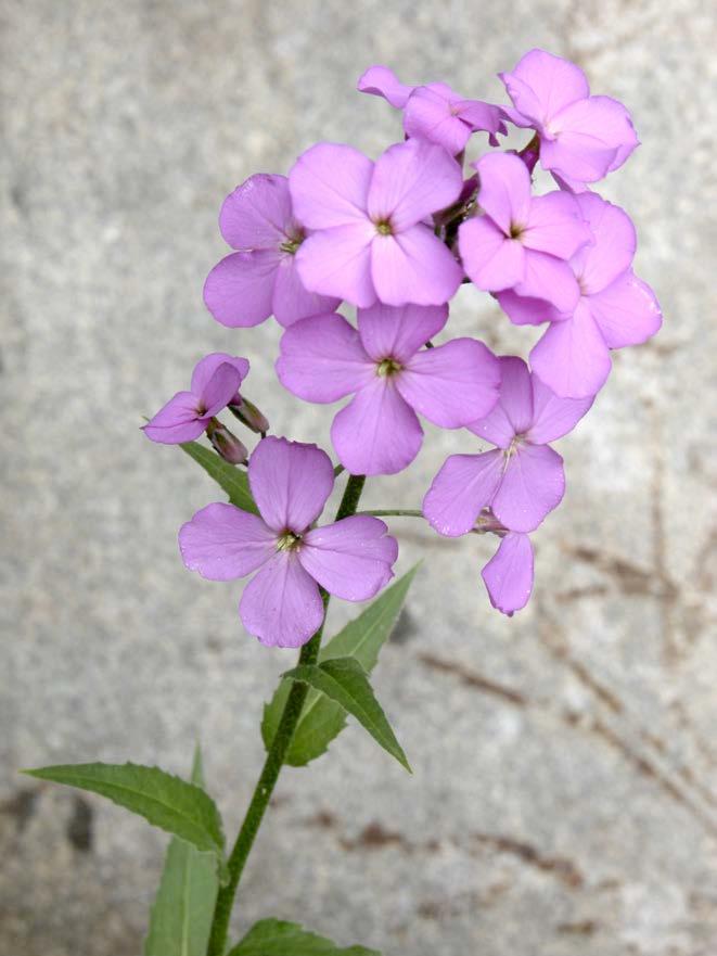 Dame s Rocket (Hesperis matronalis) Dame s rocket is a member of the Mustard family and is also known as dame s violet.