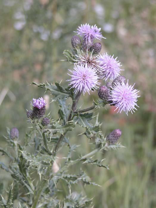 Canada Thistle (Cirsium arvense) Canada thistle is a member of the Aster family.