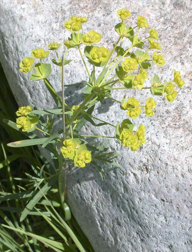 Leafy Spurge (Euphorbia esula) Leafy spurge, a member of the Spurge family, introduced from Europe. It is a creeping perennial that reproduces by seed and extensive creeping roots.