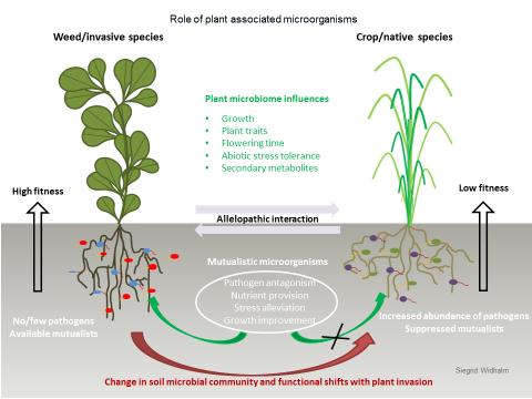 Role of Plant associated Microorganisms Trognitz et al.
