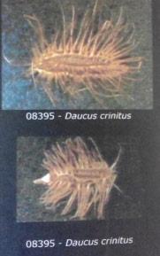 subspecies D. carota hispidus.