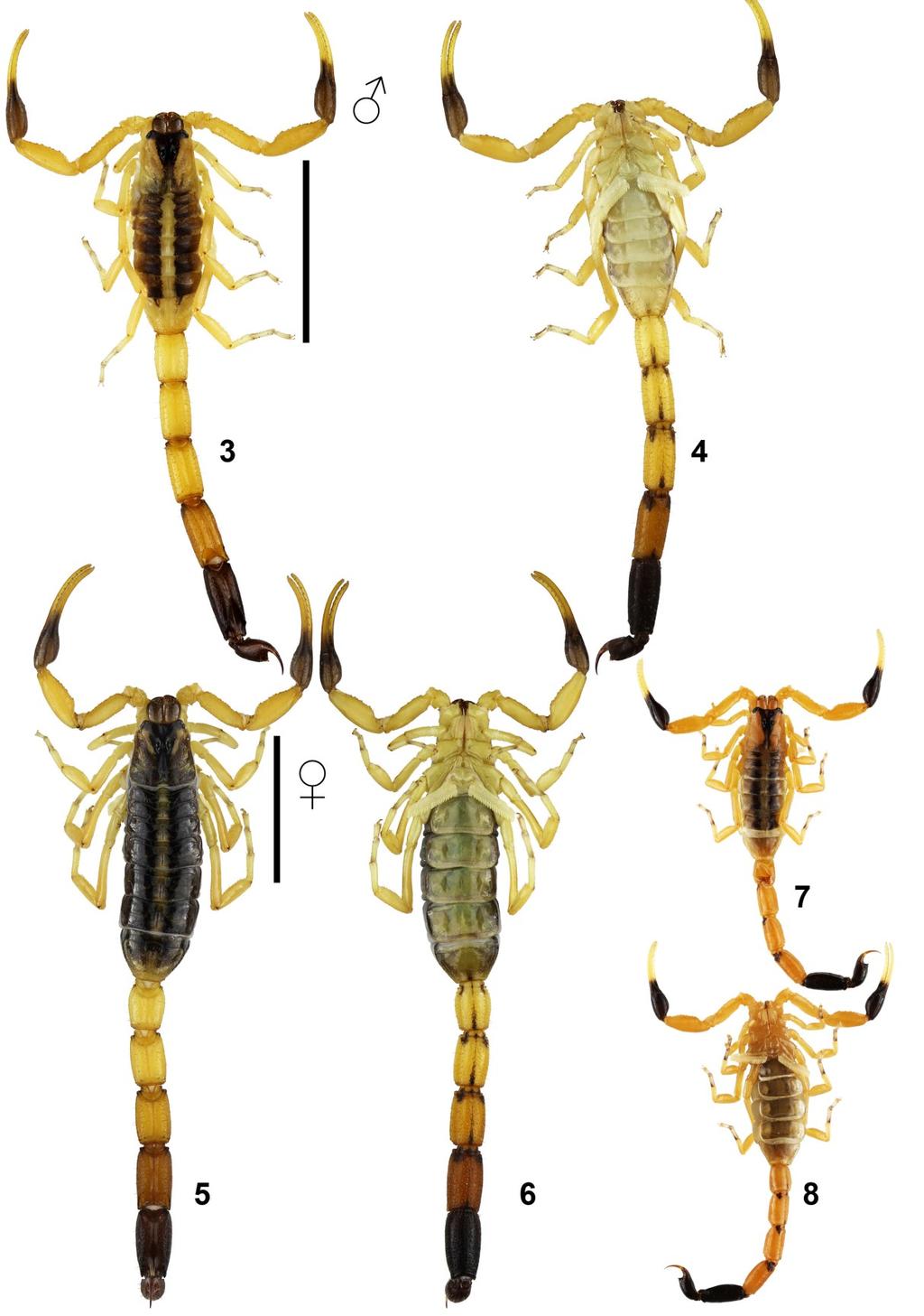 Kovařík et al.: Scorpions of Ethiopia. Uroplectes 3 Figures 3 8: Uroplectes fischeri from locality 14EI, Ethiopia, Somali State, Liben region, between Filtu and Dolo Odo, 04 50'07.
