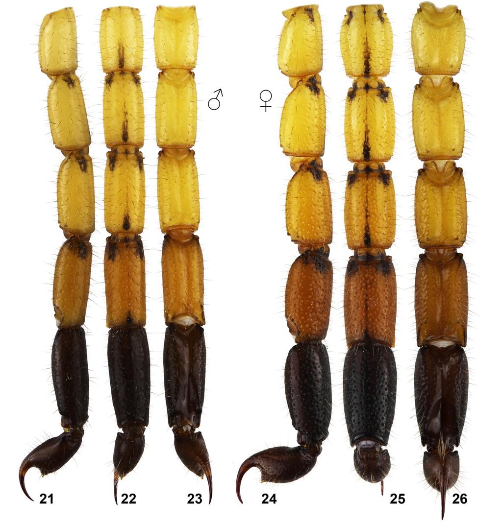 Kovařík et al.: Scorpions of Ethiopia. Uroplectes 5 Figures 21 26: Uroplectes fischeri from locality 14EI, Ethiopia, Somali State, Liben region, between Filtu and Dolo Odo, 04 50'07.5"N 40 55'13.