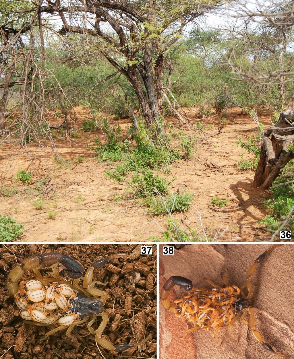 Kovařík et al.: Scorpions of Ethiopia. Uroplectes 7 Figures 36 38: Uroplectes fischeri, locality 14EI (36), Ethiopia, Somali State, Liben region, between Filtu and Dolo Odo, 04 50'07.