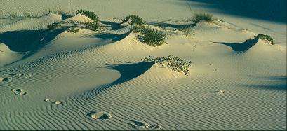 Individual plants develop nebka and shadow dunes as they trap sand.