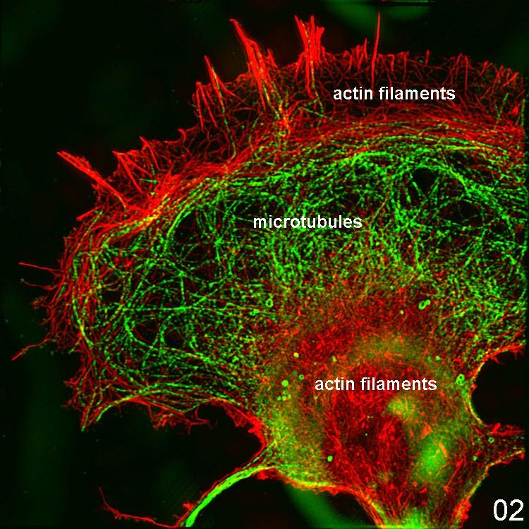 Cytoskeleton network is required for structure,