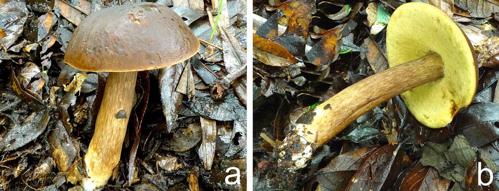 200 Fungal Diversity (2016) 81:189 212 Fig. 11 Basidiomata of Boletus monilifer: a b HKAS 83098 pale brownish when mature, unchanging in color when cut.