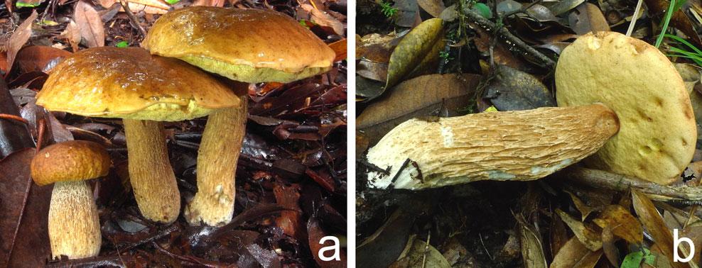 Bars=10 μm Comments: Boletus umbrinipileus is characterized by a umbrinous pileus, a dirty white to white or brownish stipe covered with whitish reticulations on the upper part, inflated, elliptical