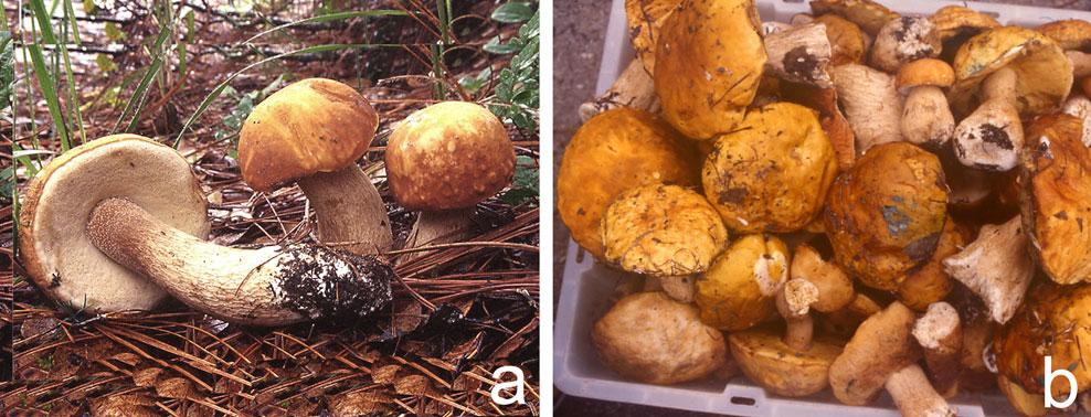 Fungal Diversity (2016) 81:189 212 195 Fig. 3 Basidiomata of Boletus bainiugan: a b HKAS 43050 The poorly known species B. gigas Berk.