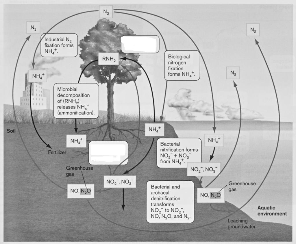 8/10 Chemistry 271, section 21xx Final Exam, 5/15/09 Biogeochemistry: The picture shows the nitrogen cycle in the atmosphere (from Slonczewski and Foster): (j; 4 pts) Identify a dissimilatory