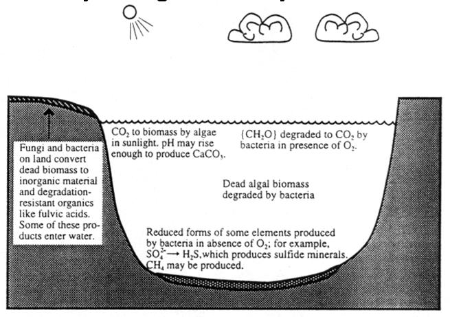 Lecture 6 Environmental microbiology and Aqueous Geochemistry of Natural Waters Please read these Manahan chapters: Ch 5 (aquatic microbial biochemistry) Ch 21 (environmental biochemistry) (Aquatic)
