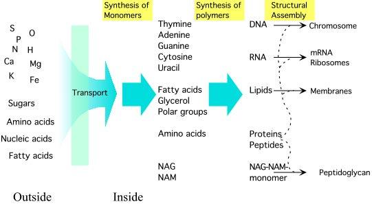 Bacterial metabolism anabolism Raw materials Complex bio molecules http://www.bact.wisc.